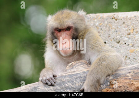 Japanischen Makaken, Macaca Fuscata, Porträt, Vorderansicht, Blick in die Kamera, Fokus auf den Vordergrund, Stockfoto