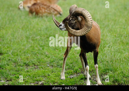 Europäischer Mufflon Ovis Orientalis Musimon, frontal, Stand, anzeigen Seitenansicht, konzentrieren sich auf den Vordergrund, Stockfoto