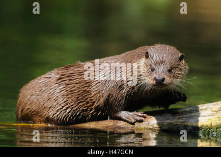 Eurasische Fischotter Lutra Lutra, Wasser, Ufer, Seitenansicht, stehen, sehen Sie in der Kamera Stockfoto