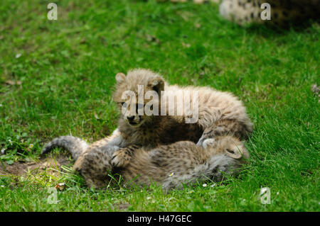 Geparden, Acinonyx Jubatus, Jungtiere, Wiese, liegen, spielen, Stockfoto