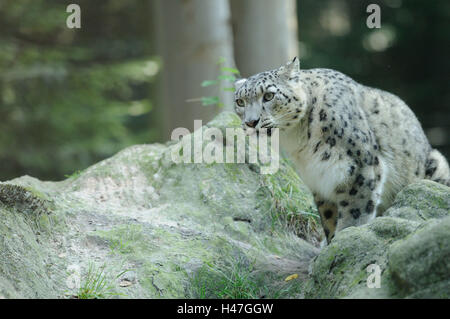 Schneeleopard Uncia Uncia, Felsen, Seitenansicht, Sit, Stockfoto