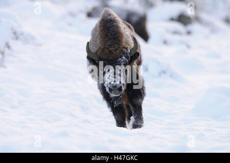 Wisente, Bison Bonasus, Winterlandschaft, Vorderansicht, walking, Blick in die Kamera, Stockfoto