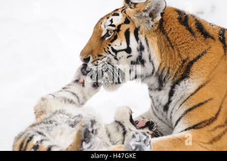 Sibirische Tiger, Panthera Tigris Altaica, Mutter mit Jungtier, Schnee, Seitenansicht, liegen, Stockfoto