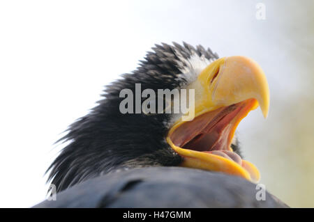 Riesigen See-Adler, Haliaeetus Pelagicus, Portrait, Stockfoto