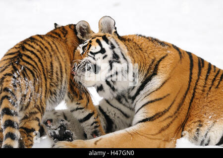 Sibirische Tiger, Panthera Tigris Altaica, Mutter mit Jungtier, Schnee, Seitenansicht, liegen, Stockfoto