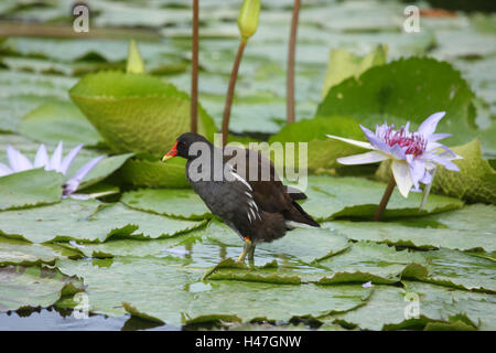 Teich-Huhn auf Seerose verlässt, Stockfoto