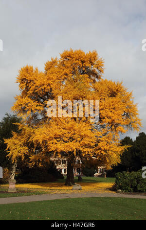 Ginkgo-Baum im Herbst, Stockfoto