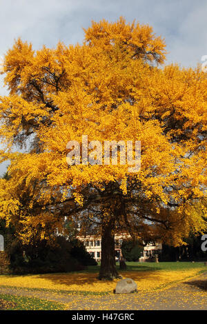 Ginkgo im Herbst, Stockfoto