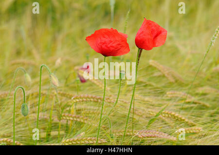 Klatschmohn, Papaver Rhoeas, Getreidefeld, Blüte, konzentrieren sich auf den Vordergrund, Deutschland Stockfoto