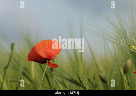 Clap Mohn, Papaver Rhoeas, Getreidefeld, Blüte, konzentrieren sich auf den Vordergrund, Deutschland, Stockfoto