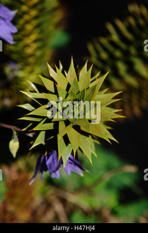 Chilenische Araukarie Araucaria Araucana, wachsen, detail, Garten, Deutschland, Stockfoto