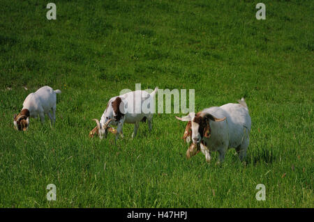 Boers Ziegen, Wiese, Kopf, gehen, grass, Essen, Blick in die Kamera, Stockfoto