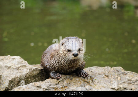 Nördlichen Fischotter Lutra Canadensis, Felsen, Vorderansicht, liegend, Blick in die Kamera, Stockfoto