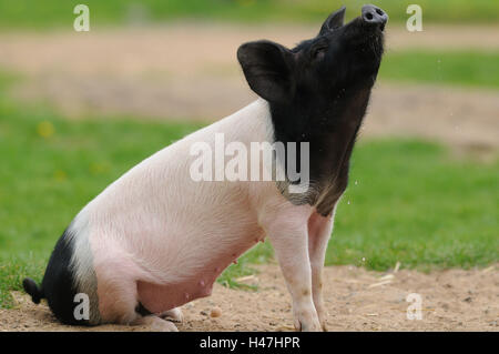 Schwäbisch-Hall-Schweine, Wiese, Seitenansicht, sitzen, Stockfoto