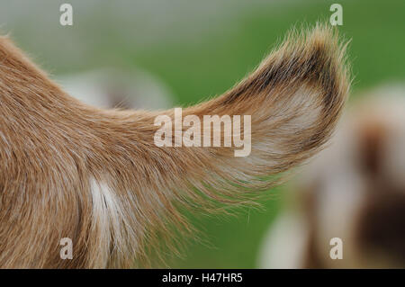 Hausziege Capra Aegagrus Hircus, Schweif, unten, Seitenansicht, Detail, Stockfoto