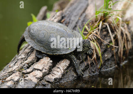 Europäische Sumpfschildkröte, Emys Orbicularis, Stamm, Wasser, Seitenansicht, liegend, Blick in die Kamera, Stockfoto