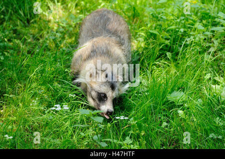 Marderhund Nyctereutes Procyonoides, Wiese, Vorderansicht, Stockfoto