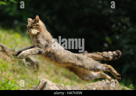 Europäische Wildkatze, Felis Silvestris Silvestris, Seitenansicht, springen, Beute, Mund, Stockfoto