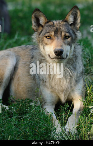 Eastern Timber Wolf, Canis Lupus LYKAON, Wiese, frontal, liegend auf der Kamera, Stockfoto