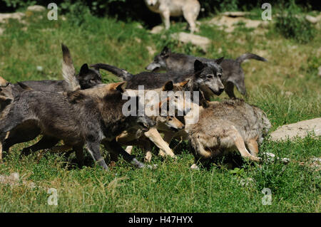 Eastern Timber Wolf, Canis Lupus LYKAON, Wolfsrudel, Wiese, Seitenansicht, kämpfen, Stockfoto