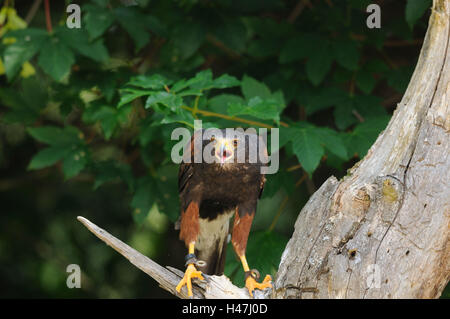 Harris Hawk, Parabuteo Unicinctus, Baum, Zweig, Vorderansicht, sitzen, Blick in die Kamera, Fokus auf den Vordergrund, Stockfoto