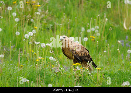 Buteo Rufinus, Wiese, Seitenansicht, langbeinige Bussard, sitzen, konzentrieren sich auf den Vordergrund, Stockfoto