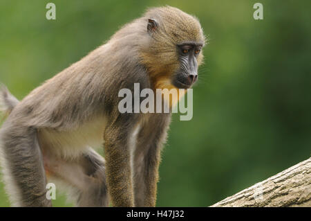 Mandrill, Mandrillus Sphinx, Porträt, Seitenansicht, Ständer, konzentrieren sich auf den Vordergrund, Stockfoto