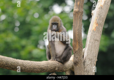 Mandrill, Mandrillus Sphinx, Vorderansicht, sitzen, Blick in die Kamera, Fokus auf den Vordergrund, Stockfoto