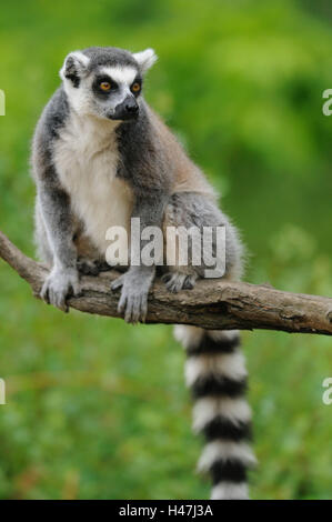 Katta Lemur Catta, Ast, Stamm, Vorderansicht, sitzen, Blick in die Kamera, Fokus auf den Vordergrund, Stockfoto