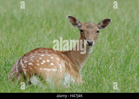 Damwild, Cervus Dama, Weibchen, Wiese, Seitenansicht, liegen, sehen Sie in der Kamera, Fokus auf den Vordergrund, Stockfoto