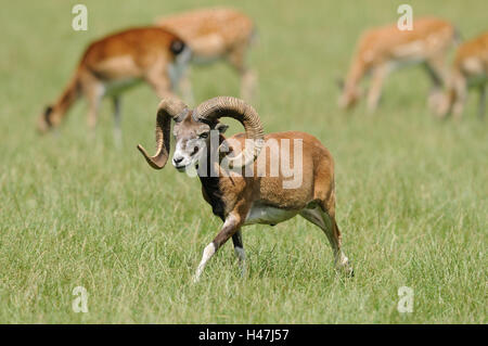 Europäischer Mufflon Ovis Orientalis Musimon, Wiese, Seitenansicht, laufen, Blick in die Kamera, Fokus auf den Vordergrund, Stockfoto