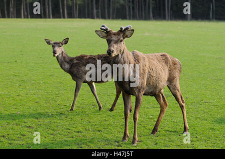 Rothirsch, Cervus Elaphus, männlich und weiblich, Wiese, Seitenansicht, stehend, Schwerpunkt Blick in die Kamera, im Vordergrund, Stockfoto