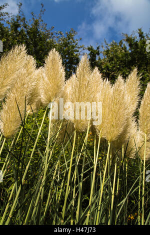 Pampasgras Pflanze von unten nach oben Golden in der Morgensonne. Stockfoto