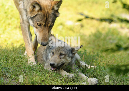 Timberwölfe, Canis Lupus LYKAON, Mutter mit Jungtier, Wiese, Kopf, Blick in die Kamera, Deutschland, Stockfoto