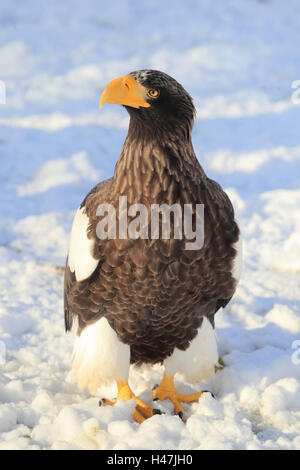 Riesigen See-Adler, Stockfoto