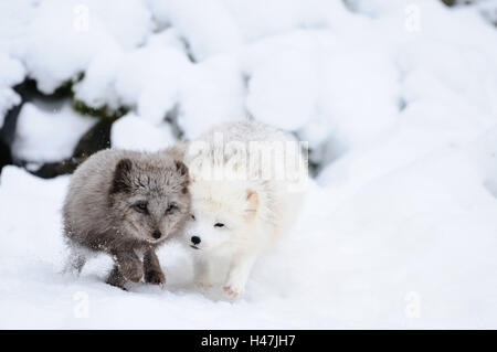 Polarfüchse, Alopex Lagopus, Schnee, frontal, laufen, Blick in die Kamera, Stockfoto