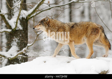 Eastern Timber Wolf, Canis Lupus LYKAON, Schnee, Seitenansicht, laufen, Deutschland Stockfoto