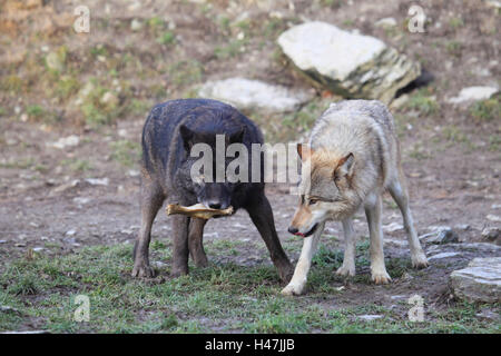 Zwei Wölfe, Beute, Stockfoto