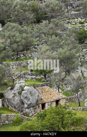 Spanien, Mallorca, Serra de Tramuntana, Caimari, Olivenhain, Steinhaus, Stockfoto