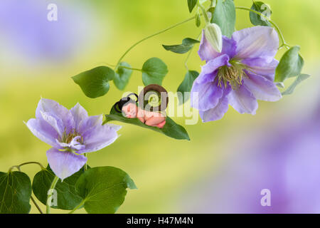 Neugeborenes Baby in gefilzte Schnecke Outfit schlafen auf einer Clematis-Blüte Stockfoto