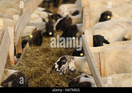 Suffolk Schafe, Hausschaf Ovis Orientalis Aries, Stockfoto