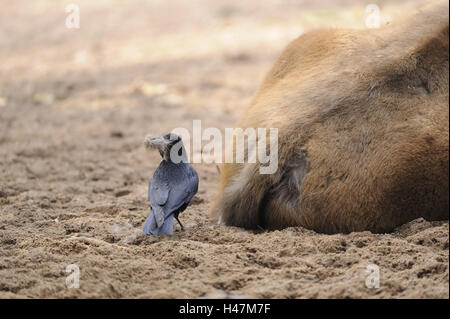 Rabe Krähe, Corvus Corone, Bison Bison Bonasus, Stockfoto