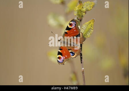 Tagpfauenauge, Inachis Io, Nymphalis Io markierst, Stockfoto