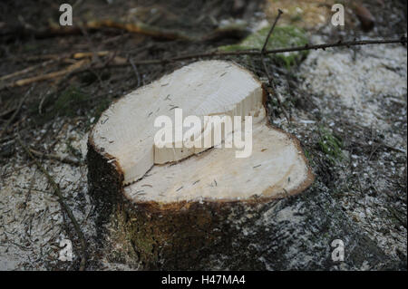 Stamm, abgesägt, Querschnittsfläche, gemeinsame Fichte, Picea Abies, Stockfoto