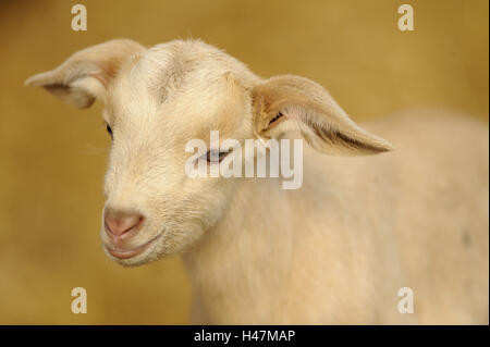 Haus-Ziege, Capra Aegagrus Hircus, Kinder, Portrait, Stockfoto