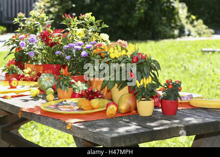 Gartentisch, dekoriert, herbstliche, gedeckt, hell, Früchte, Blumen, Gemüse, Garten, Tisch, Spätsommer, Saison, Herbst, Kürbis, rose Hüfte, Physalis, Blumentöpfe, Platten, Paprika Pflanze, Astern, Chrysanthemen, Johanniskraut, gelb, Orange, lila, Stockfoto