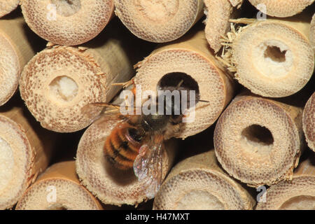 Wehrmauer Biene, Brut Grube, mittlere Nahaufnahme, Querformat, Insekt, Tier, wildes Tier, Insektenhaus, Biene, Deutschland, Stockfoto