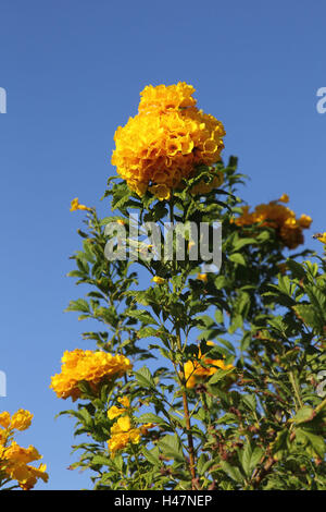 Goldener Baum, Tabebuia Chrysantha, Blüten, gelb, Stockfoto