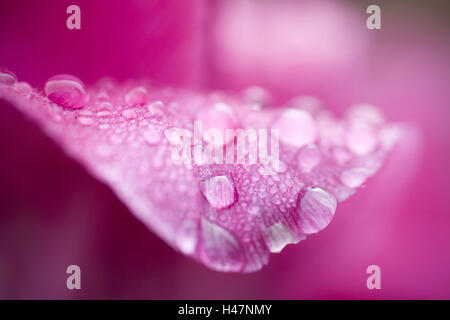 Rose Tulpenblatt mit Regentropfen, Nahaufnahme, Stockfoto