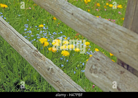 Blumenwiese im Frühling, Stockfoto